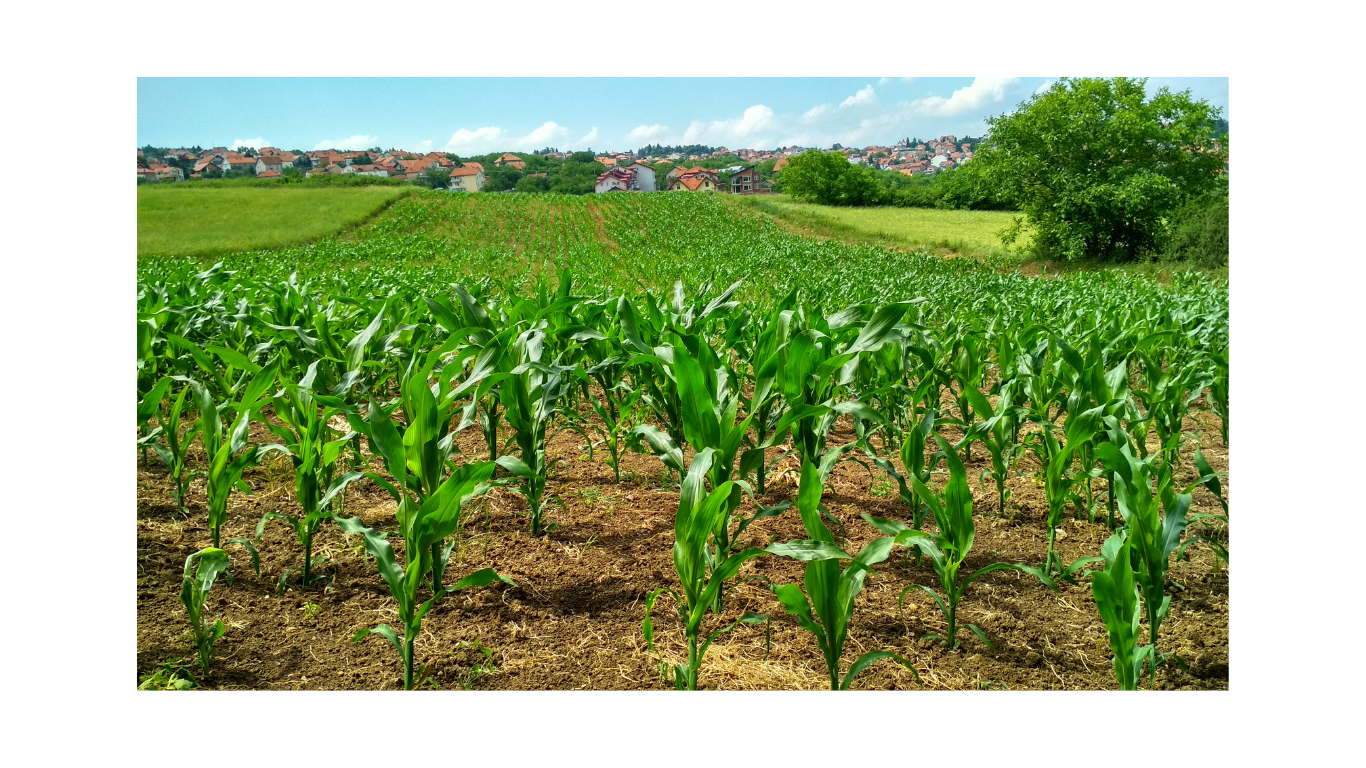 Maize Farm Supervisor Needed